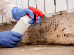 Best Black Mold Removal  in USA